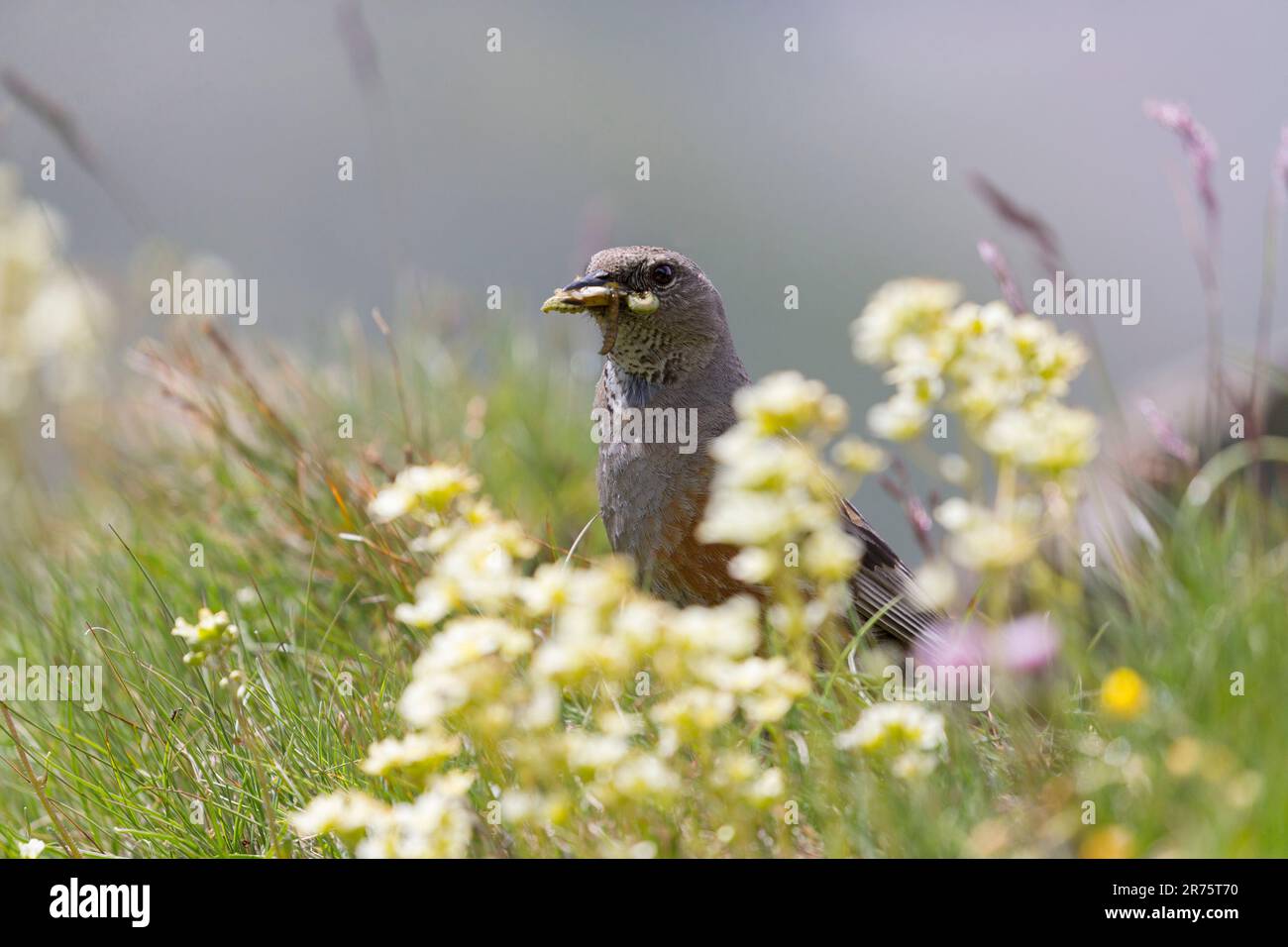 Alpine Accentor, Prunella collaris hiding in meadow with food in beak Stock Photo