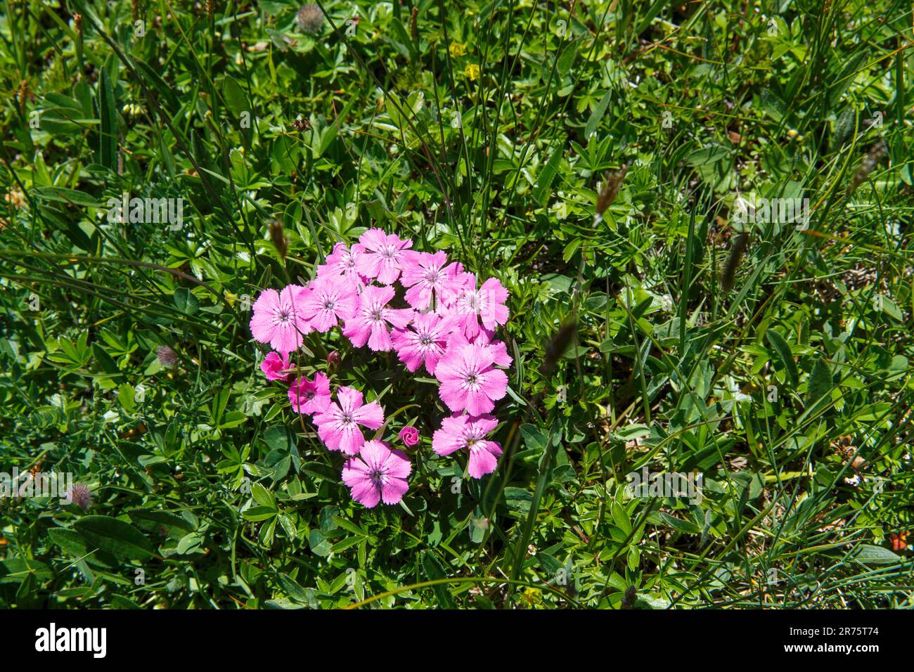 Alpine pink, Dianthus pavonius, photographed from above Stock Photo