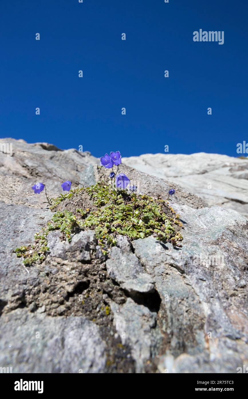 earleaf bellflower, Campanula cochleariifolia on rock wall, blue sky Stock Photo