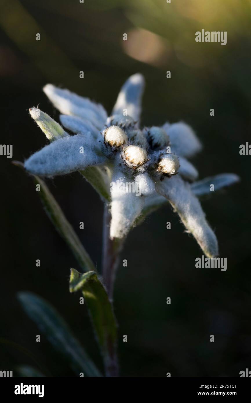 Alpine edelweiss, Leontopodium nivale, closeup Stock Photo