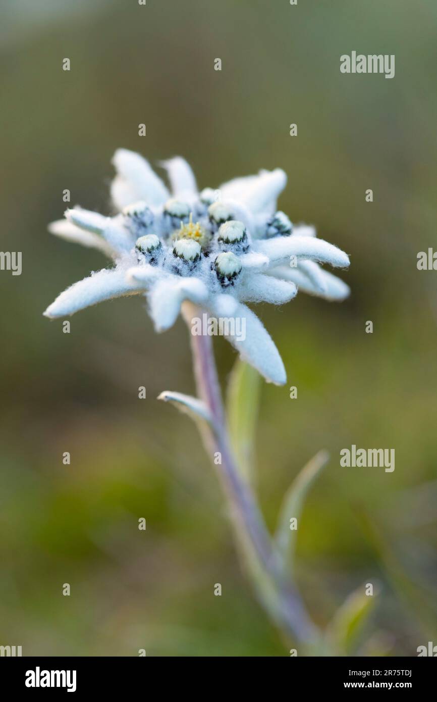 Edelweiss, alpine edelweiss, Leontopodium nivale, closeup Stock Photo