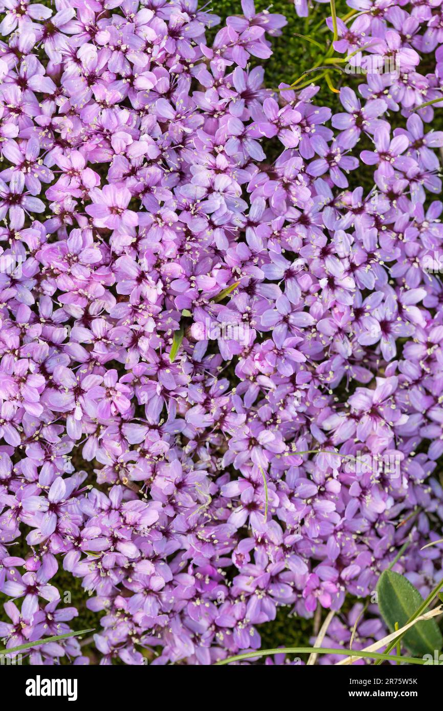 cushion pink or moss campion, Silene acaulis, close-up from above. Stock Photo