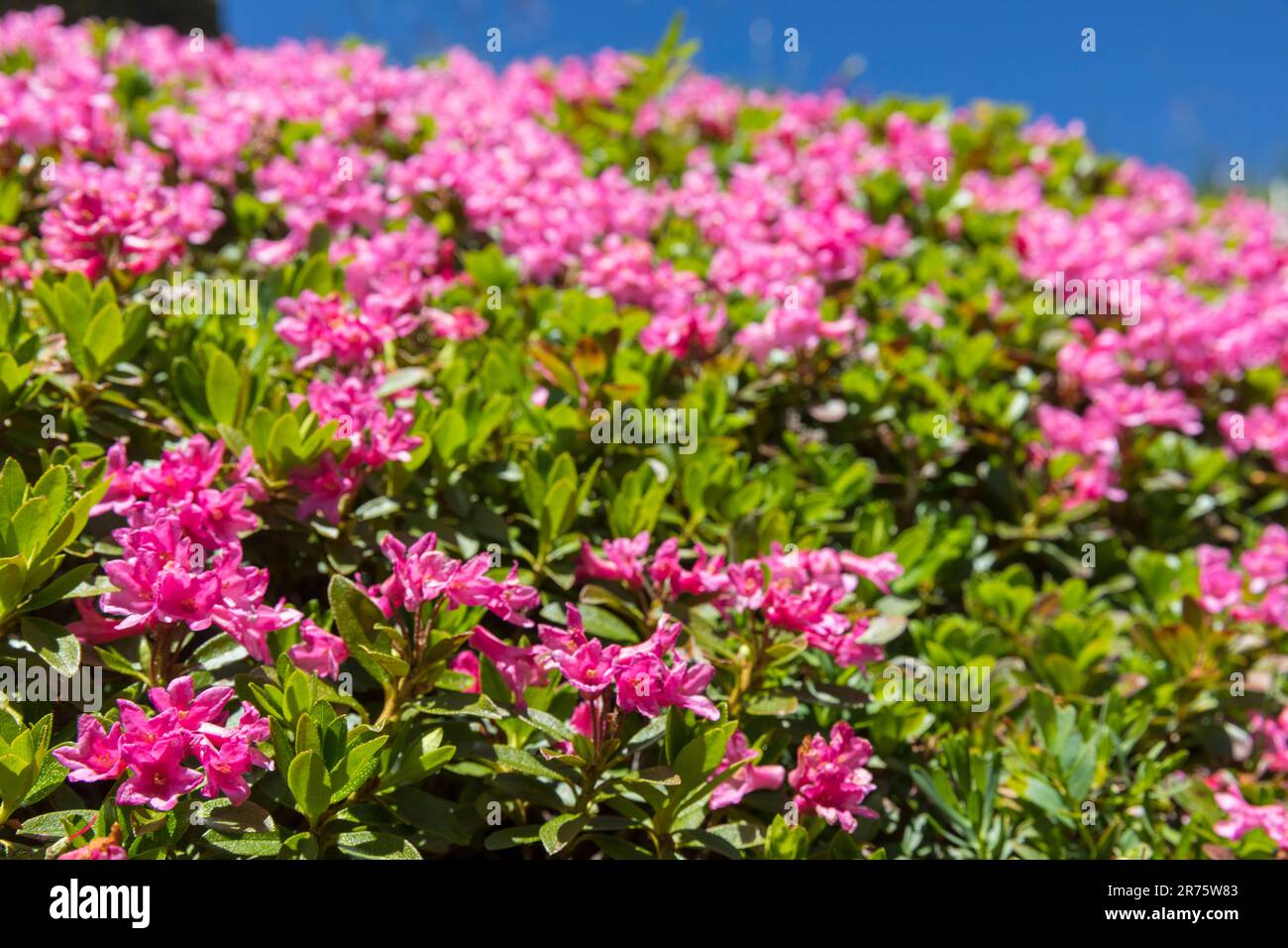 Rusty-leaved alpine rose, alpine bush, rhododendron ferrugineum ...