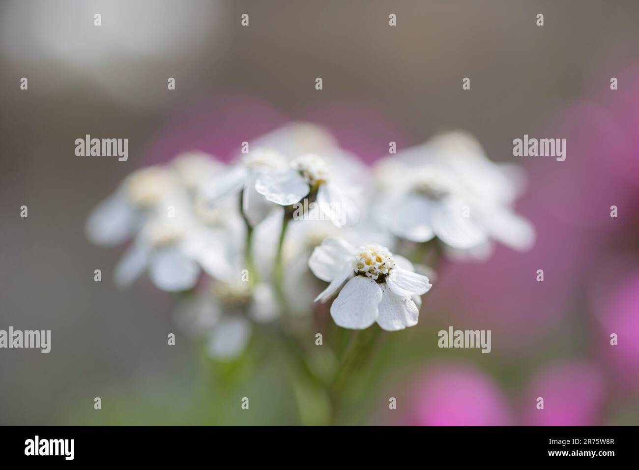 Yarrow, Achillea millefolium, flower, close-up stand, blur Stock Photo