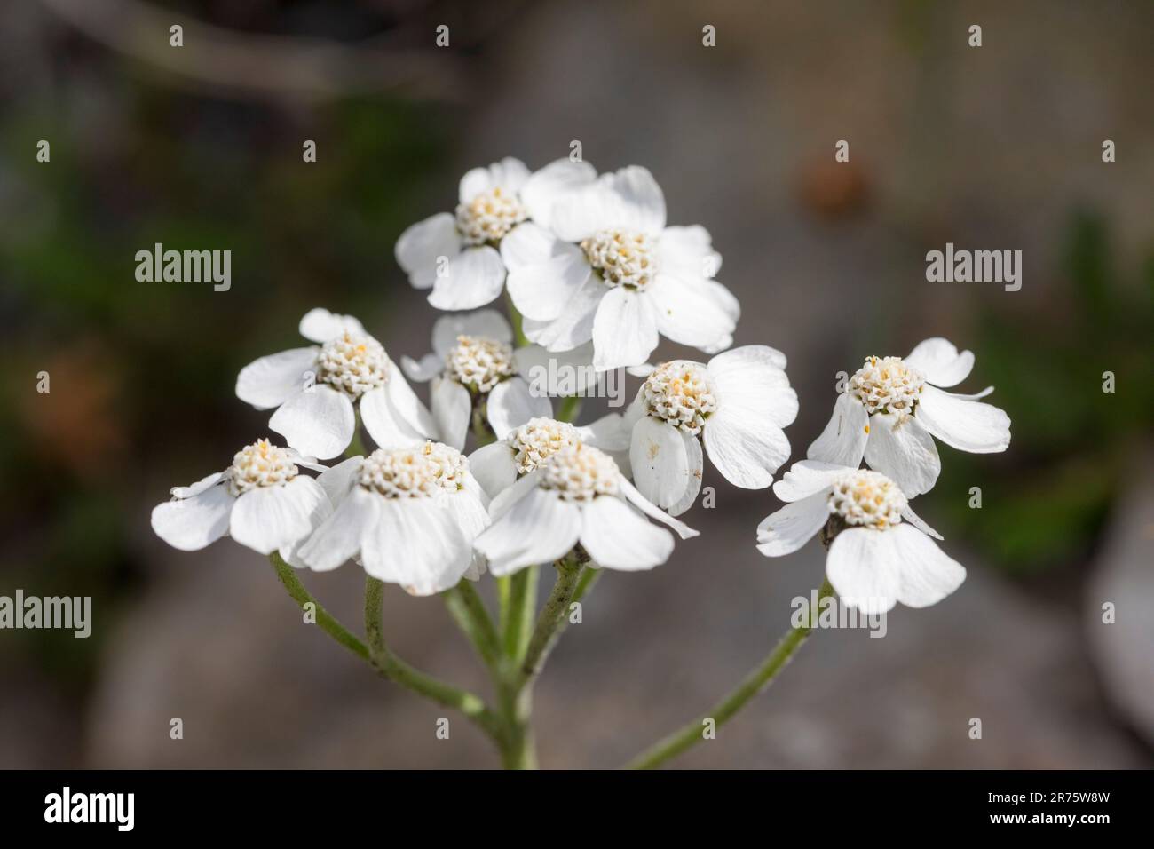 Yarrow, Achillea millefolium, flower, close-up stand, Stock Photo