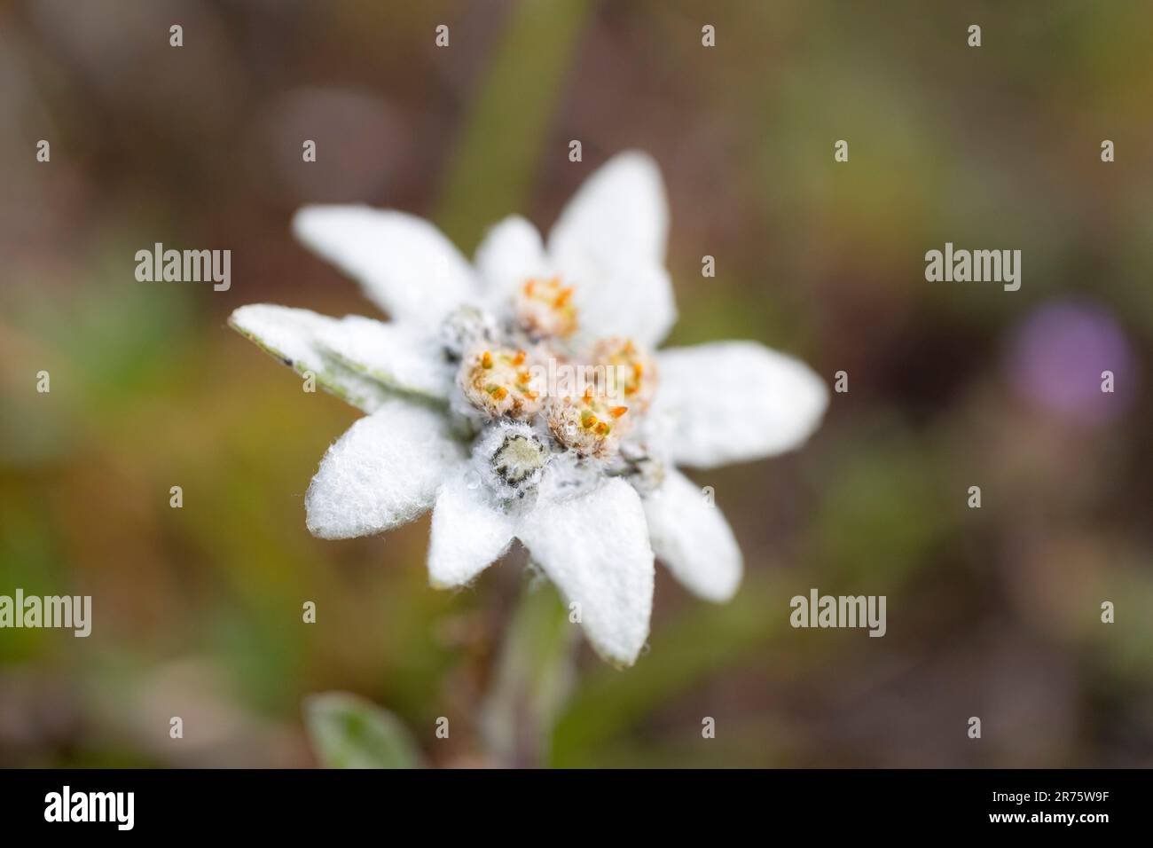 Alpine edelweiss, Leontopodium nivale, flower, close up Stock Photo