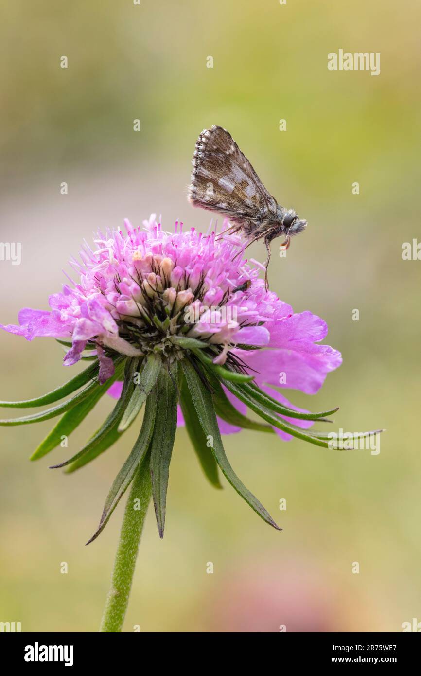 Small cube fathead butterfly, Pyrgus malvae on widow's-eye flower, close-up, lateral view Stock Photo