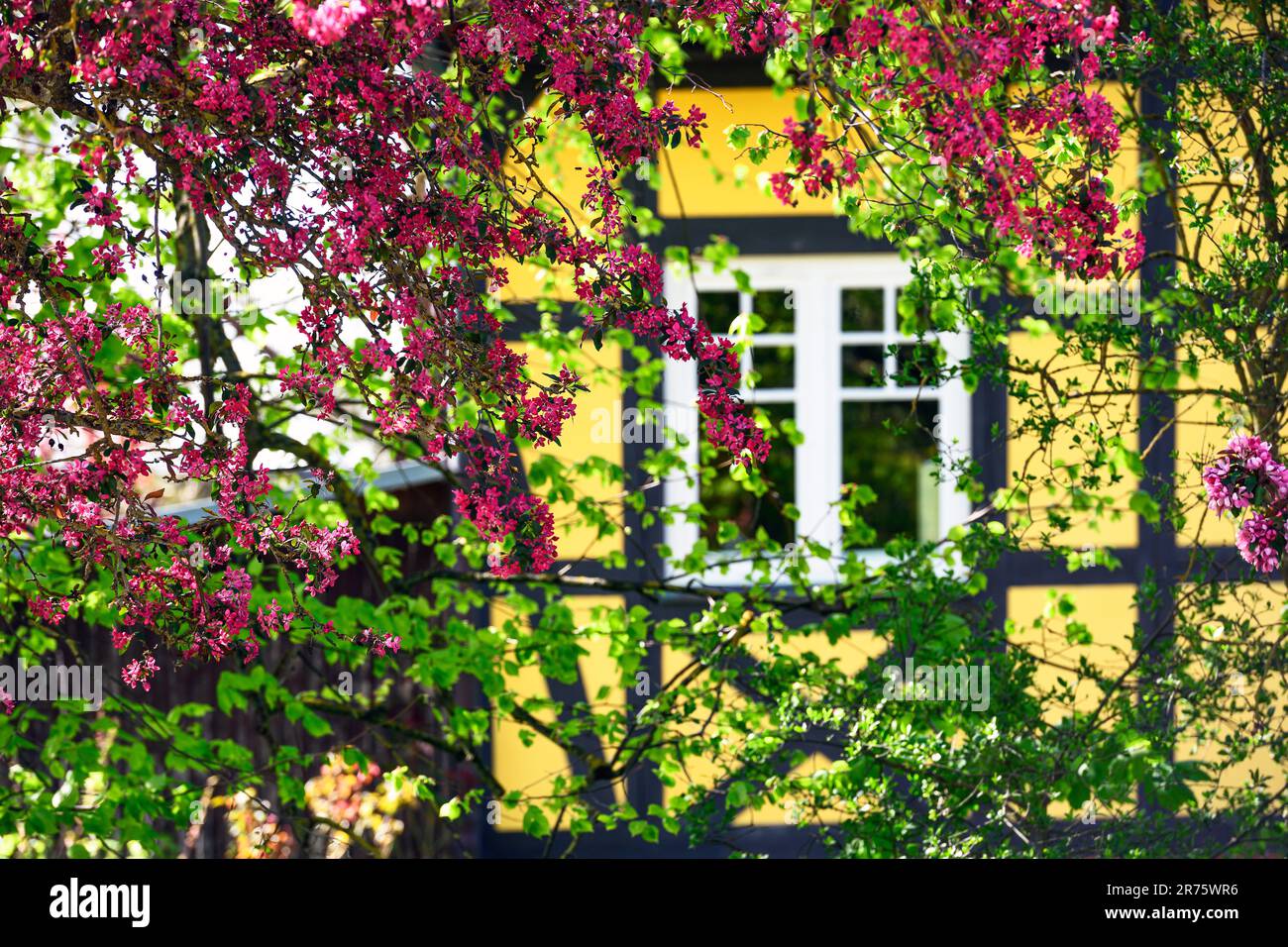 Pink flowering trees in spring in front garden of yellow half-timbered house on the Baltic coast Stock Photo