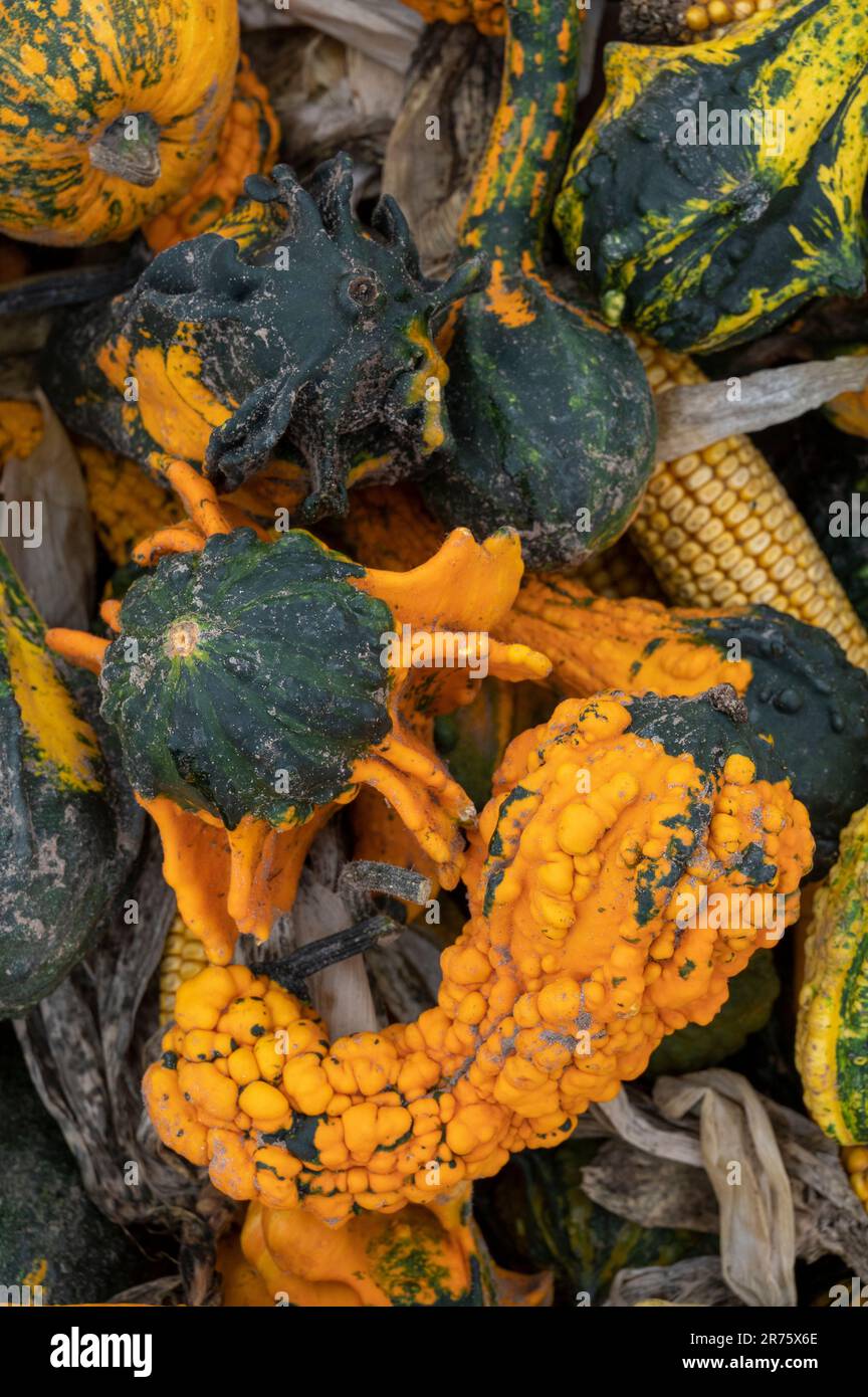 Italy, Trentino - Alto Adige, Alto Adige - South Tyrol, garden, cucurbits, pumpkins (Cucurbita), ornamental pumpkins Stock Photo