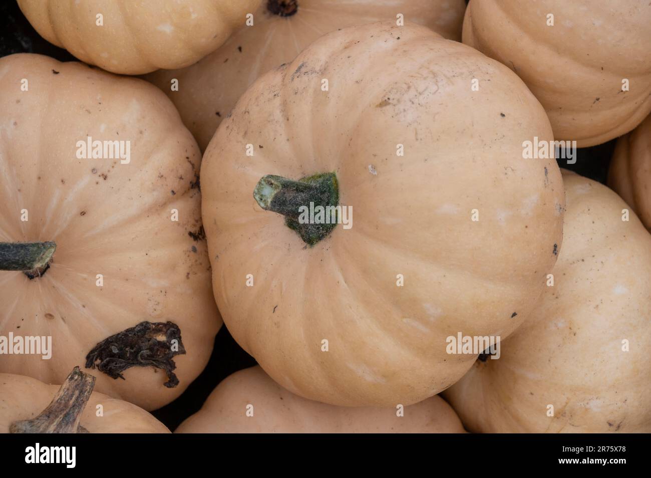 Italy, Trentino - Alto Adige, Alto Adige - South Tyrol, garden, pumpkin family, pumpkins (Cucurbita), muscat pumpkin, edible pumpkin Stock Photo