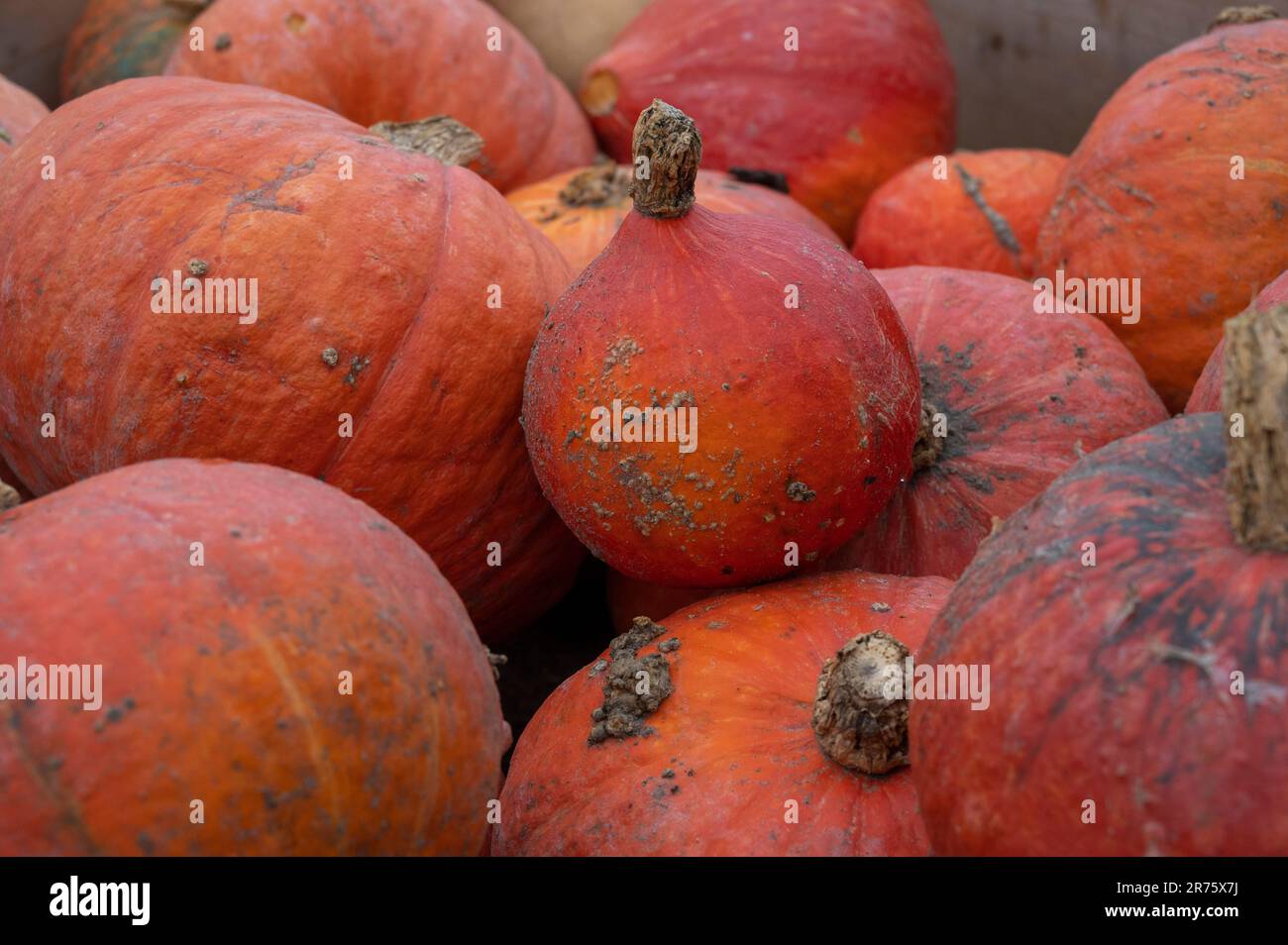 Italy, Trentino Alto Adige, Alto Adige South Tyrol, garden, pumpkin