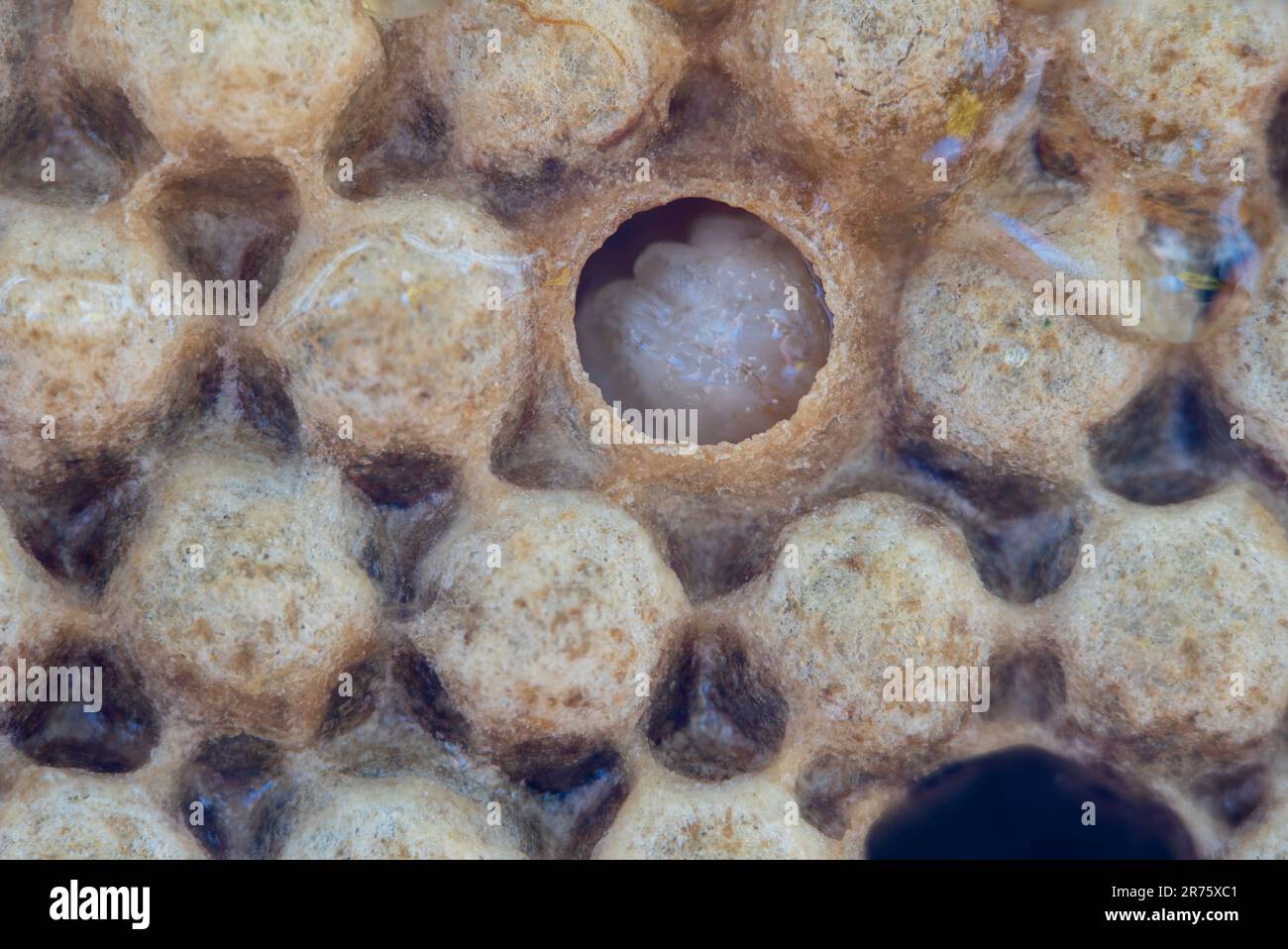 Honeycomb with drone brood, male larvae, Germany Stock Photo