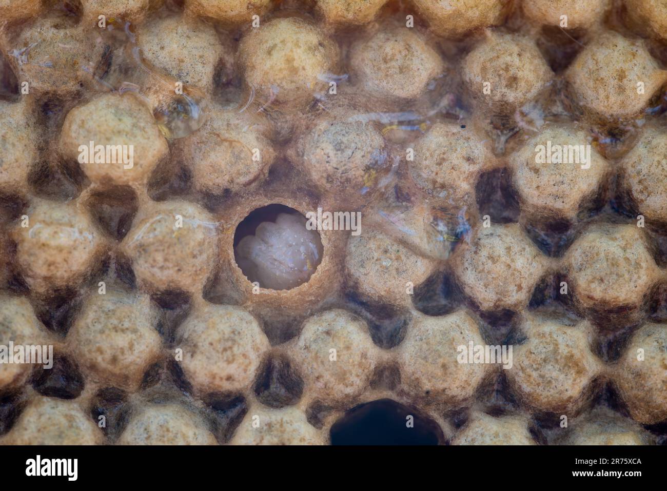 Honeycomb with drone brood, male larvae, Germany Stock Photo