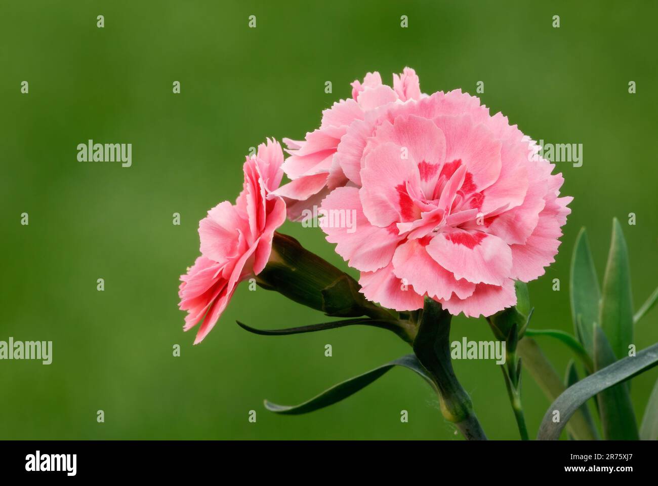 Carnation flowers Dianthus caryophyllus, also called grenadine or clove pink Herbaceous plant. Blurred natural green background. Trencin, Slovakia Stock Photo