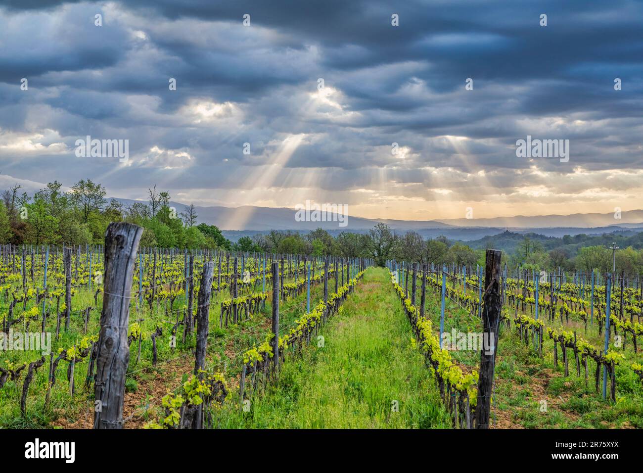 Montevarchi hi-res stock photography and images - Alamy, image size:1300x956
