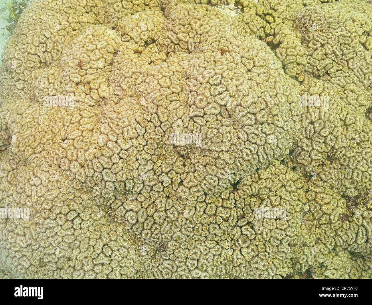 Organic texture of the honeycomb hard coral or Favia Favus Stock Photo