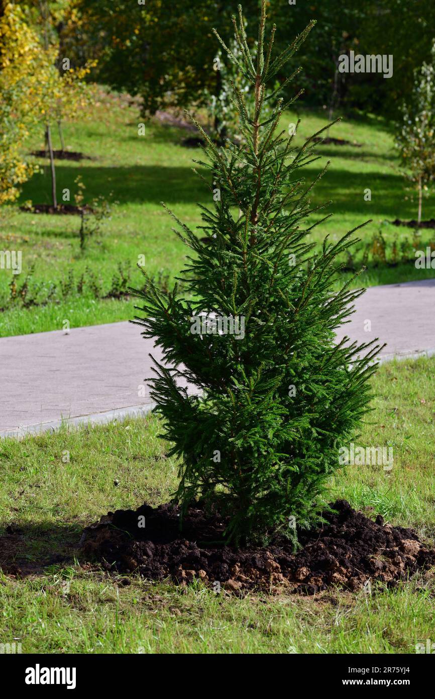 New Tree Newly planted garden tree hi-res stock photography and images - Alamy