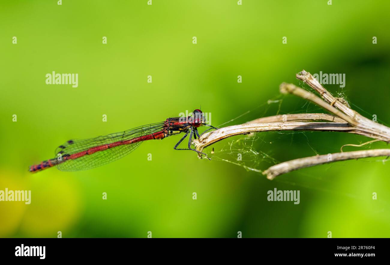 red dragonfly on a leaf Stock Photo