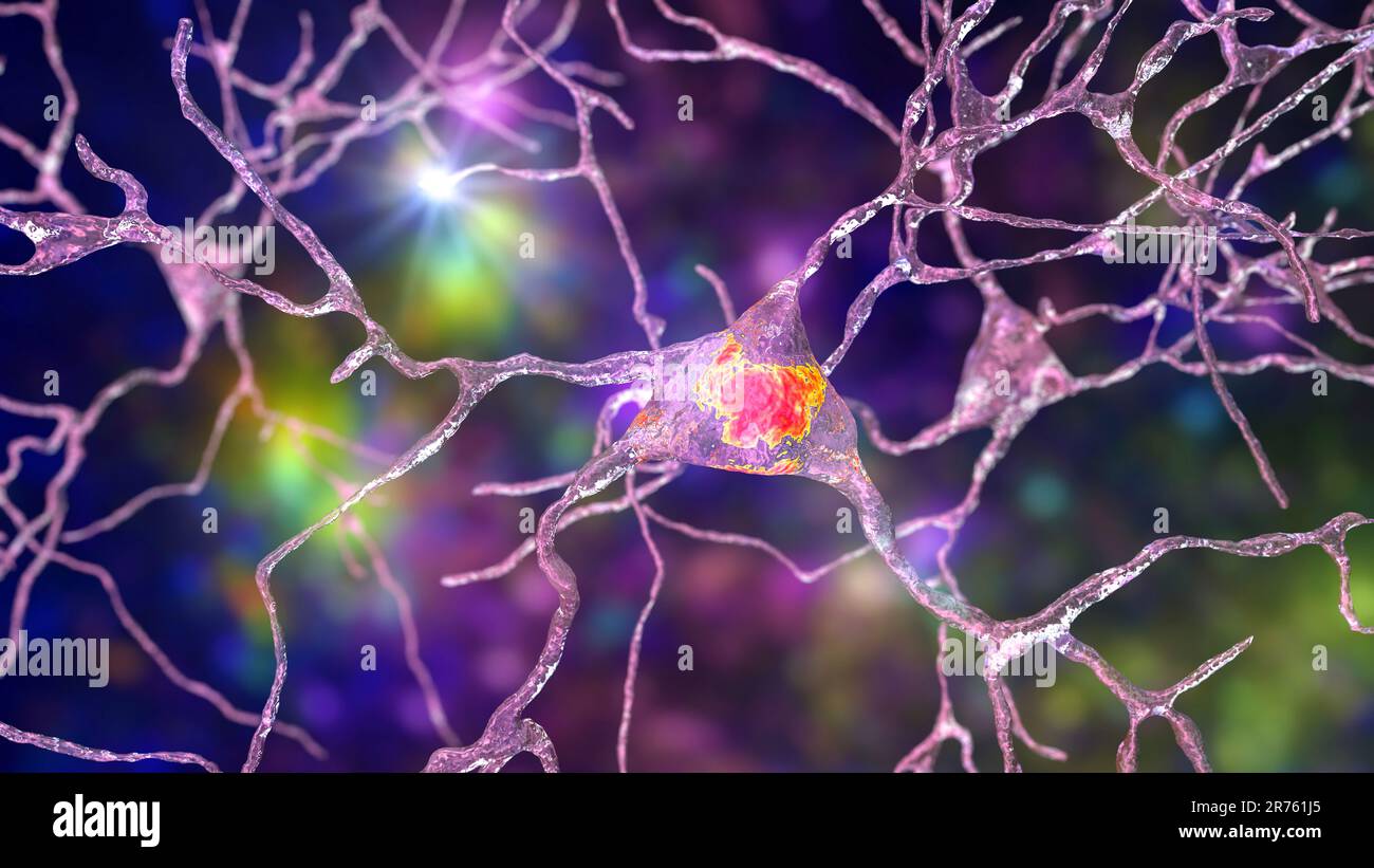 Neurons, brain cells located in the amygdala, computer illustration. Amygdalas are clusters of nuclei within the temporal lobes, part of the limbic sy Stock Photo