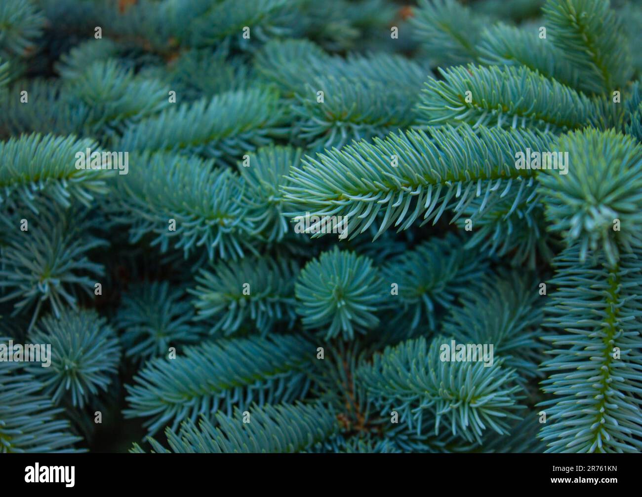 Blue spruce background. Coniferous tree. Nature, Christmas, New Year, seasonal concept. Picea pungens Selective focus. Natural background branch blue Stock Photo