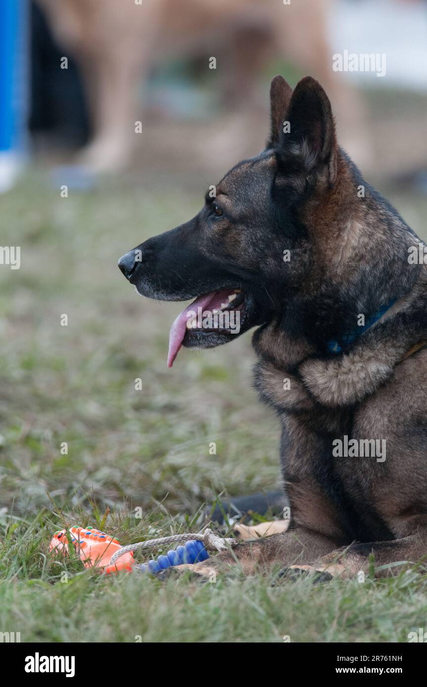 German Shepherd laying down with tongue hanging out Stock Photo