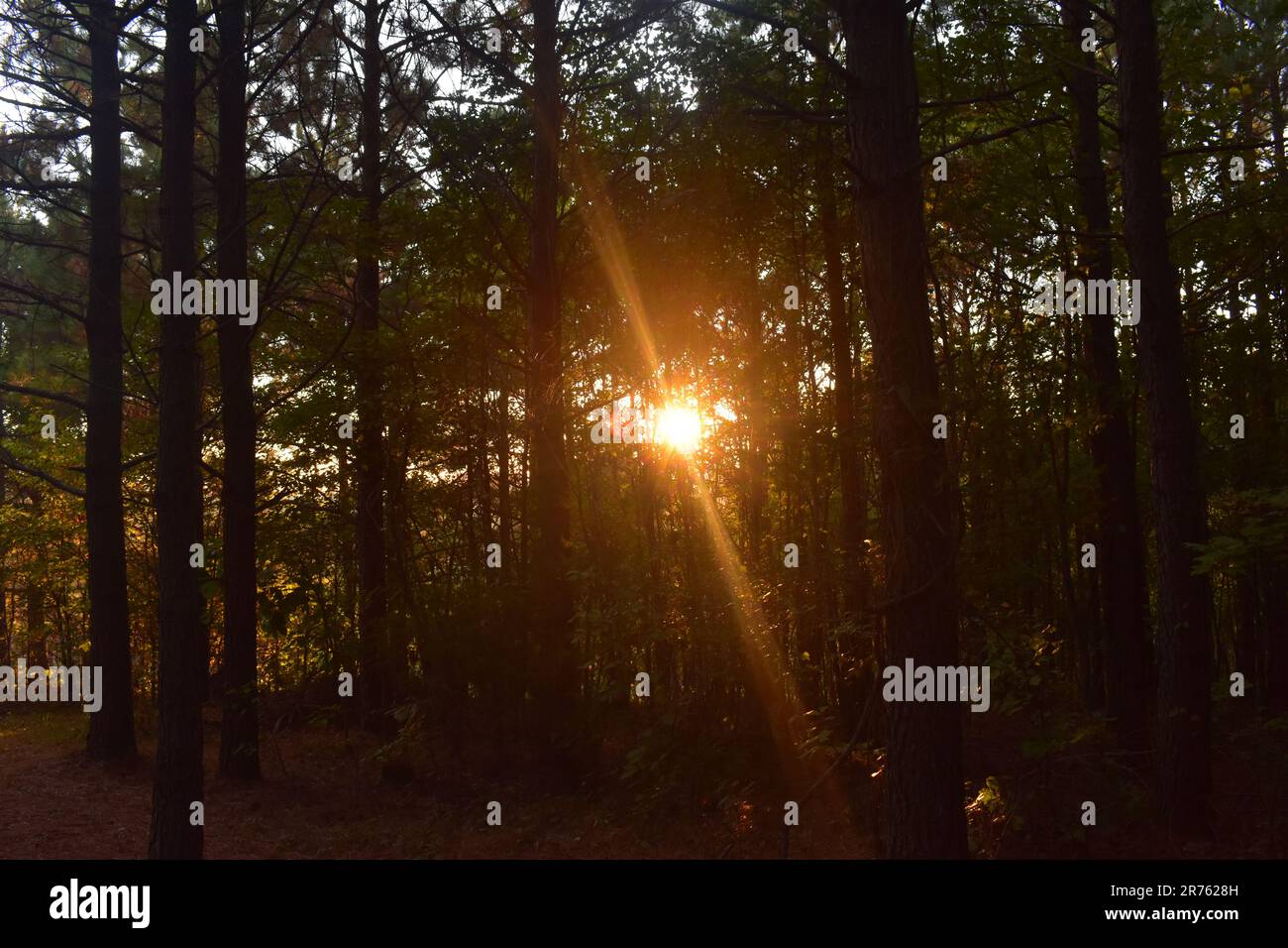 A glowing sun shines through the trees in the forest. Stock Photo