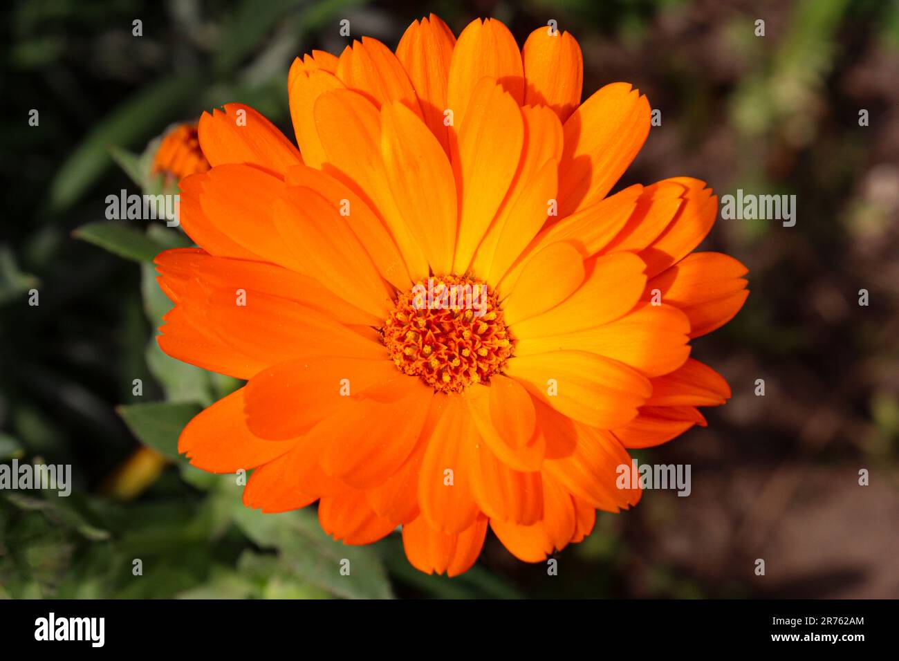 Photo of orange flower hi-res stock photography and images - Alamy