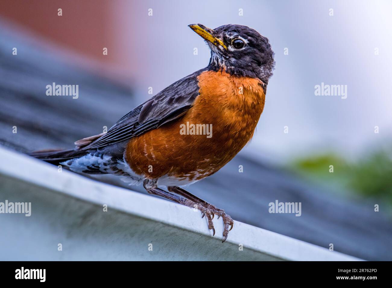 An American Robin perched on the ridge of a rooftop surveys its nest, looking alertly for any potential threats Stock Photo
