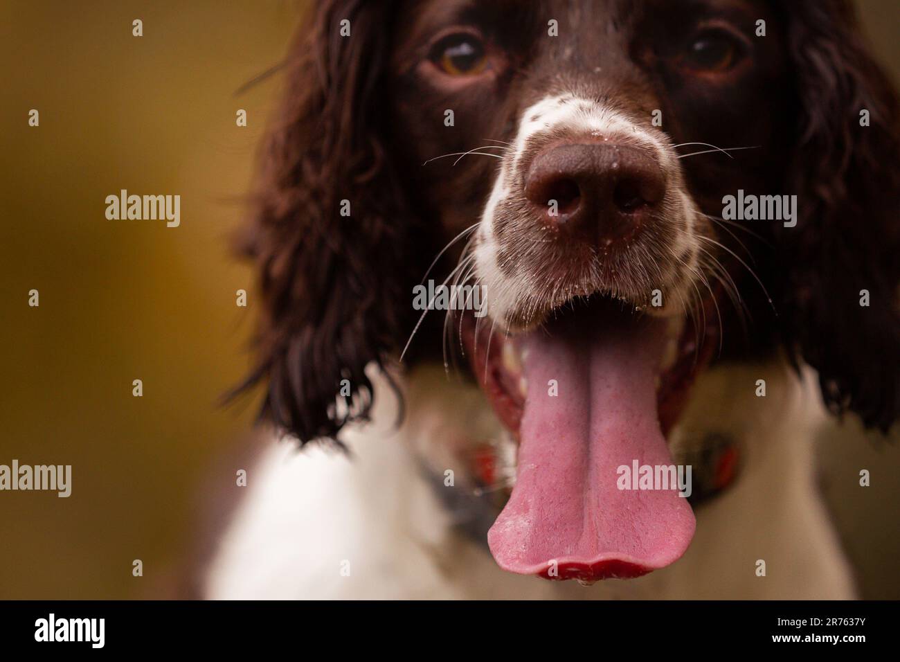 English Springer Spaniel Pants English Springer Spaniel Pants