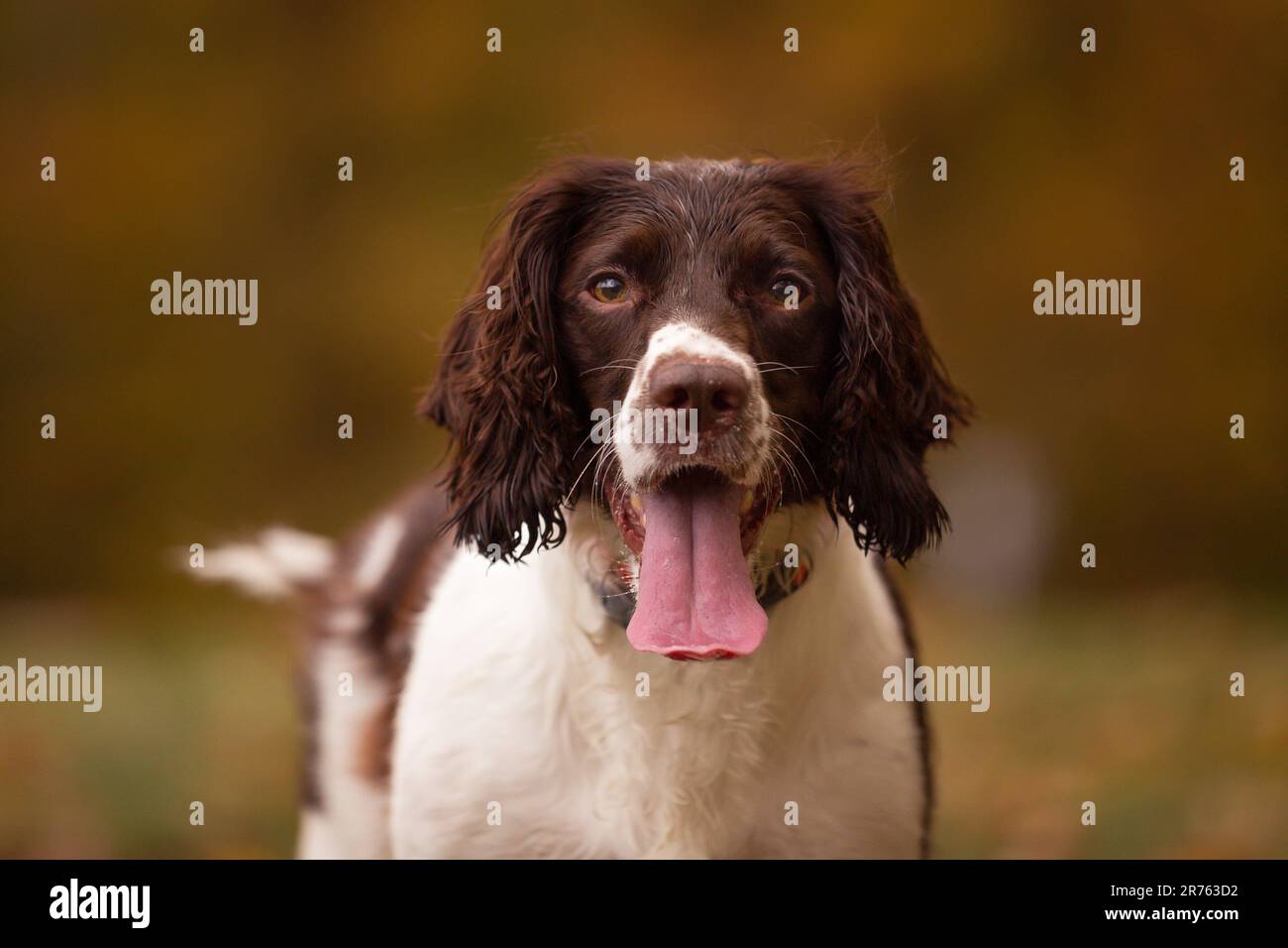 English Springer Spaniel Pants English Springer Spaniel Pants