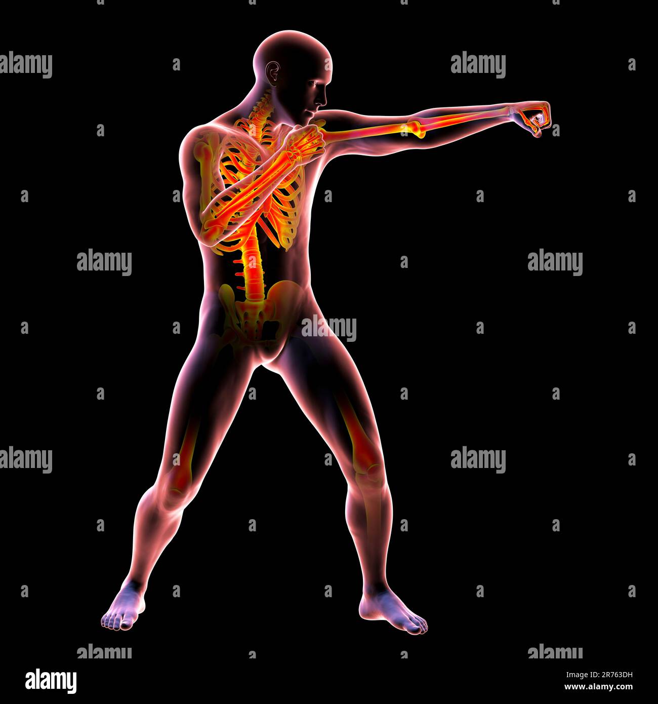 Anatomy of boxing sport, computer illustration. Human male body in boxing position with