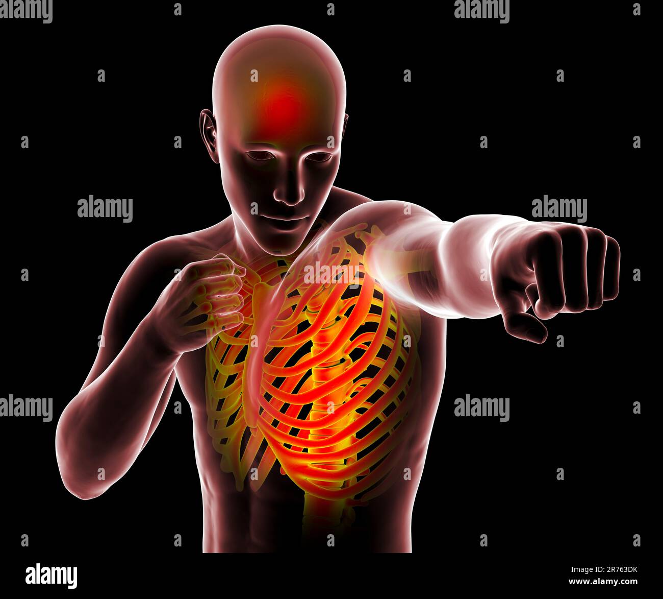Anatomy of boxing sport, computer illustration. Human male body in boxing position with