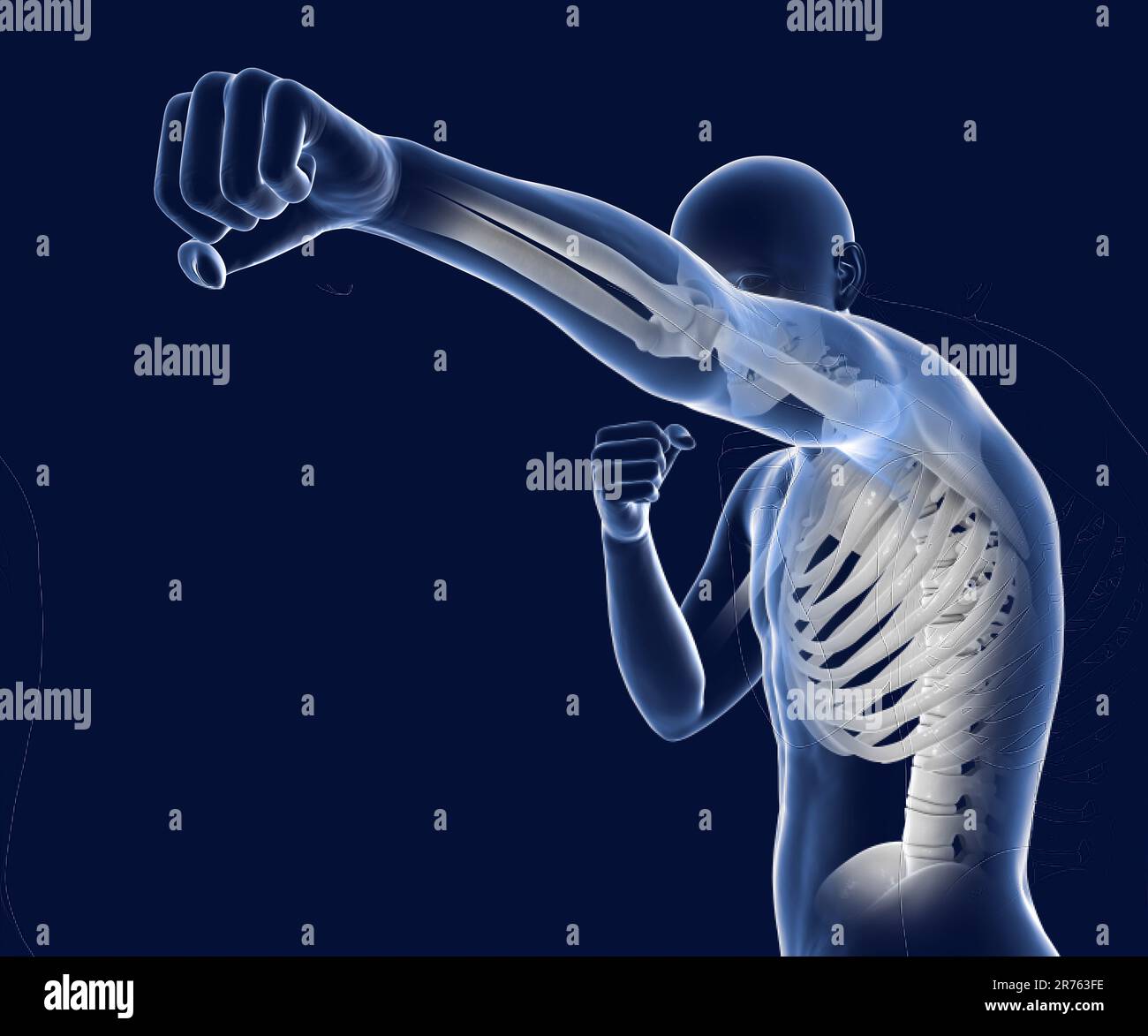 Anatomy of boxing sport, computer illustration. Human male body in ...