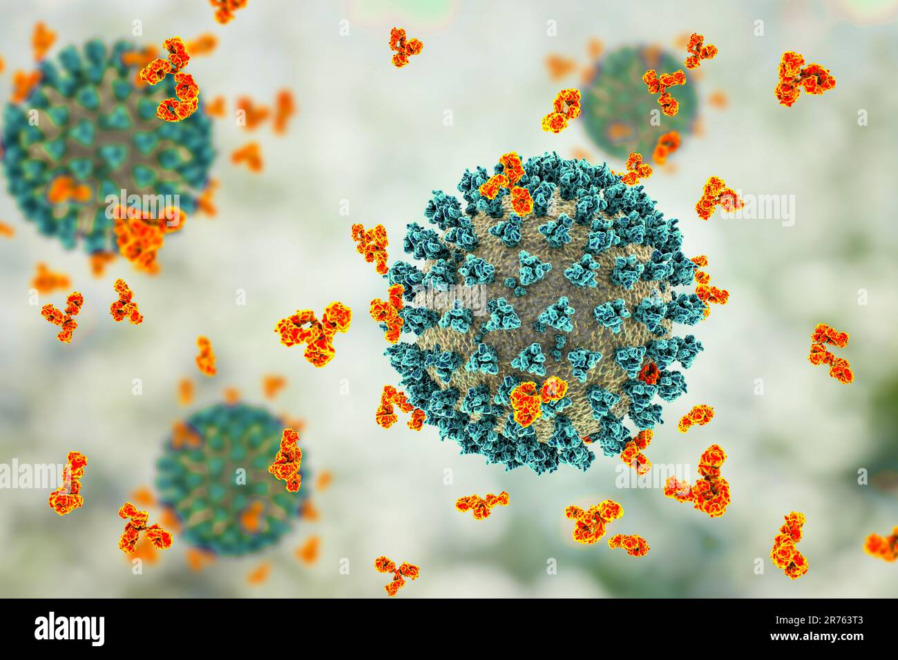 Illustration of antibodies (yshaped) responding to an infection with