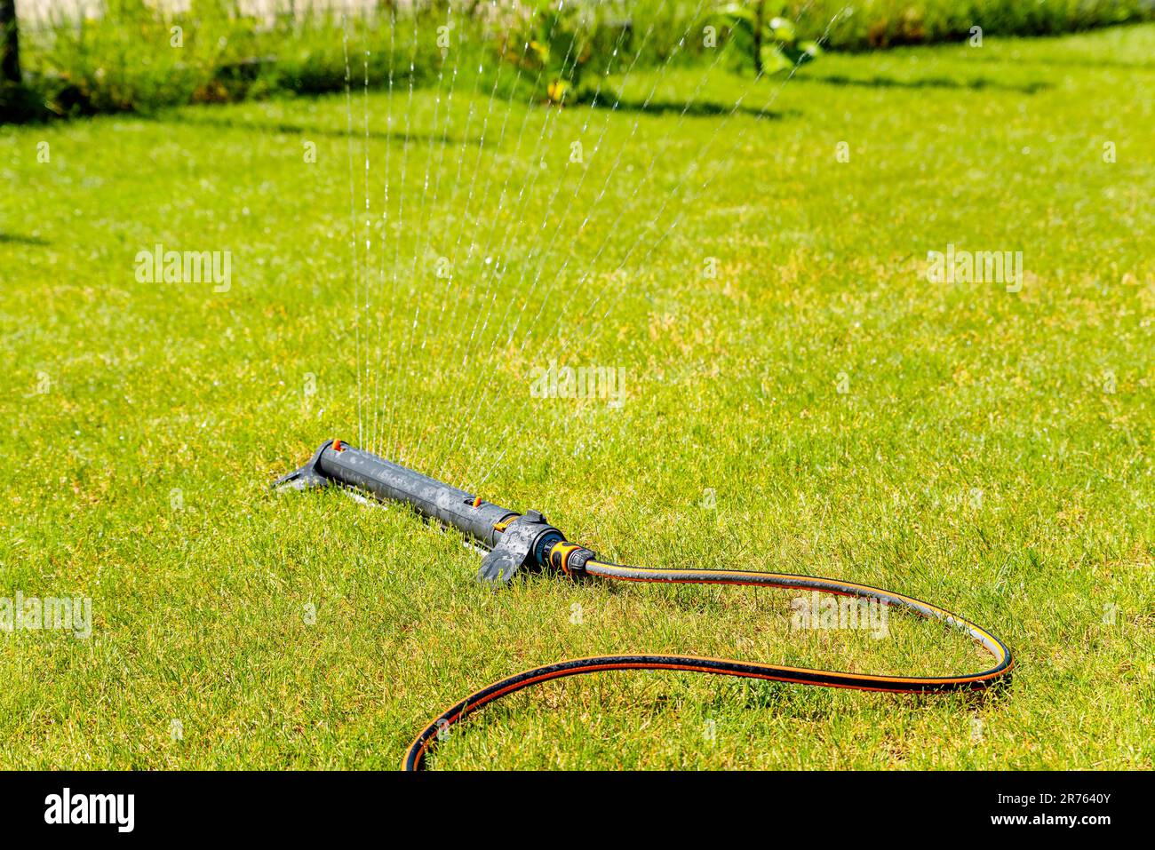 watering the garden with a sprinkler Stock Photo Alamy