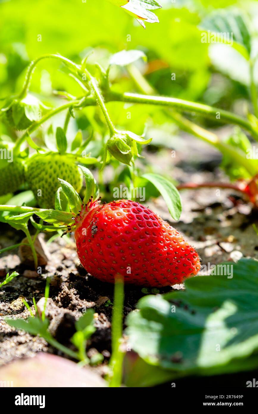 growing strawberries in the garden Stock Photo - Alamy