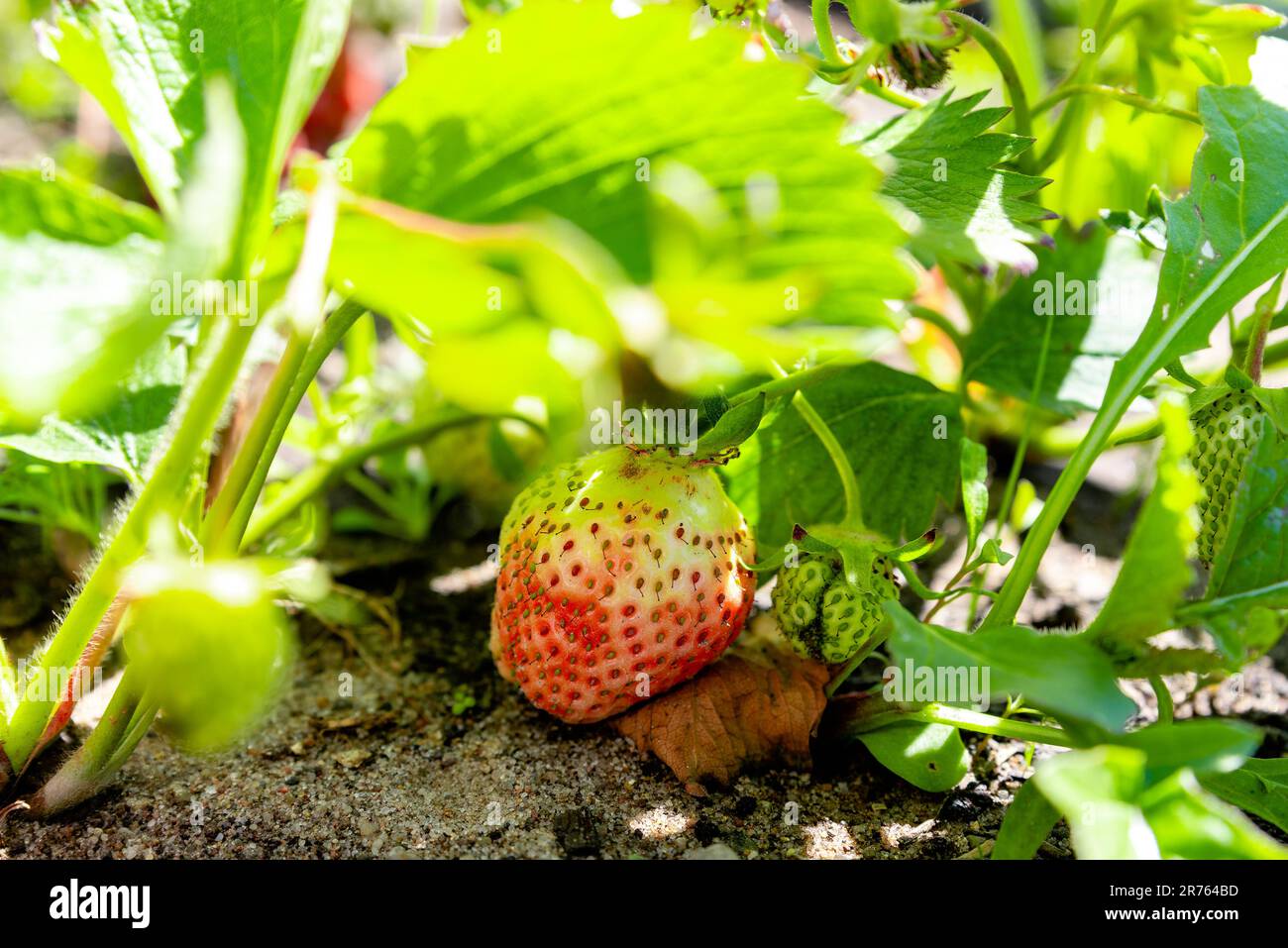 growing strawberries in the garden Stock Photo - Alamy
