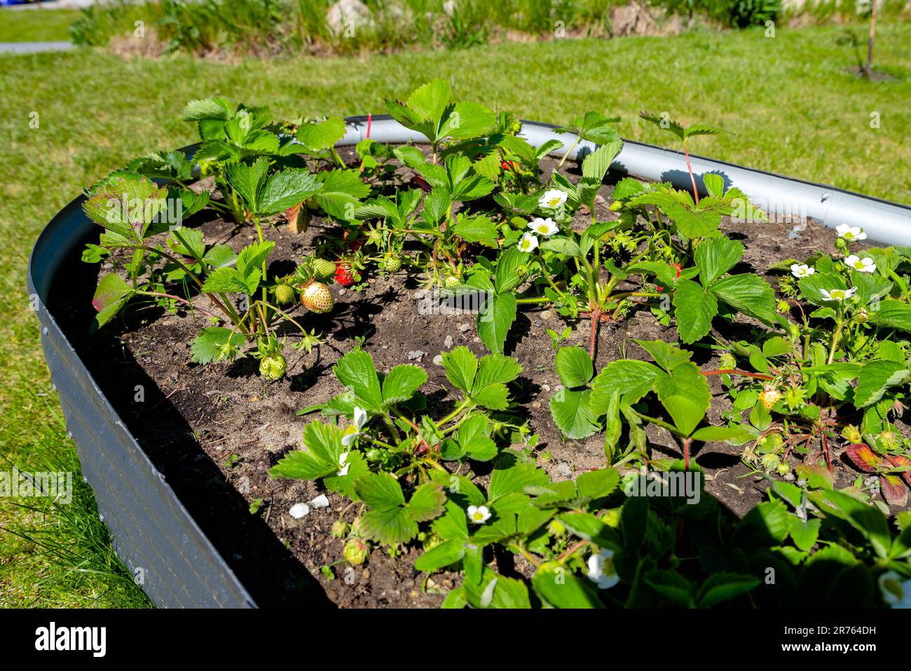 growing strawberries in the garden Stock Photo - Alamy