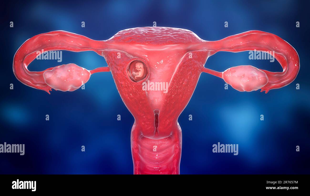 Human foetus in the uterus at 8 weeks, computer artwork. Stock Photo