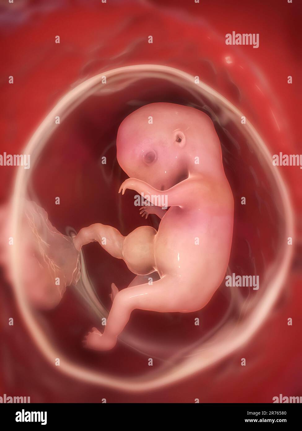 Human foetus at 8 weeks, computer artwork. Stock Photo