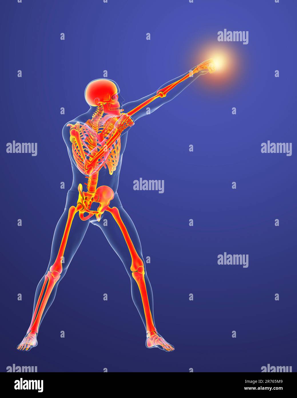 Anatomy of a boxer, computer illustration. Human male body in boxing