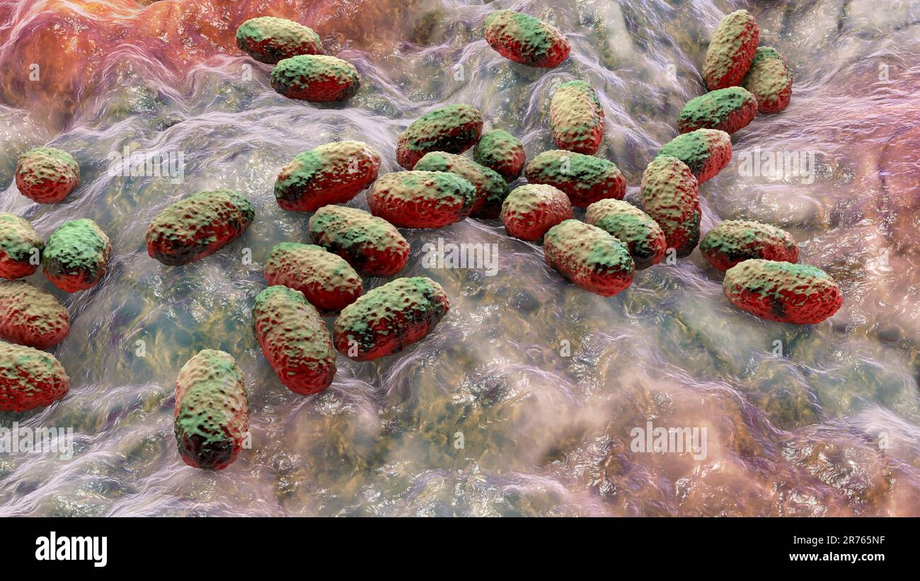 Whooping cough bacterium (Bordetella pertussis), illustration. These ...
