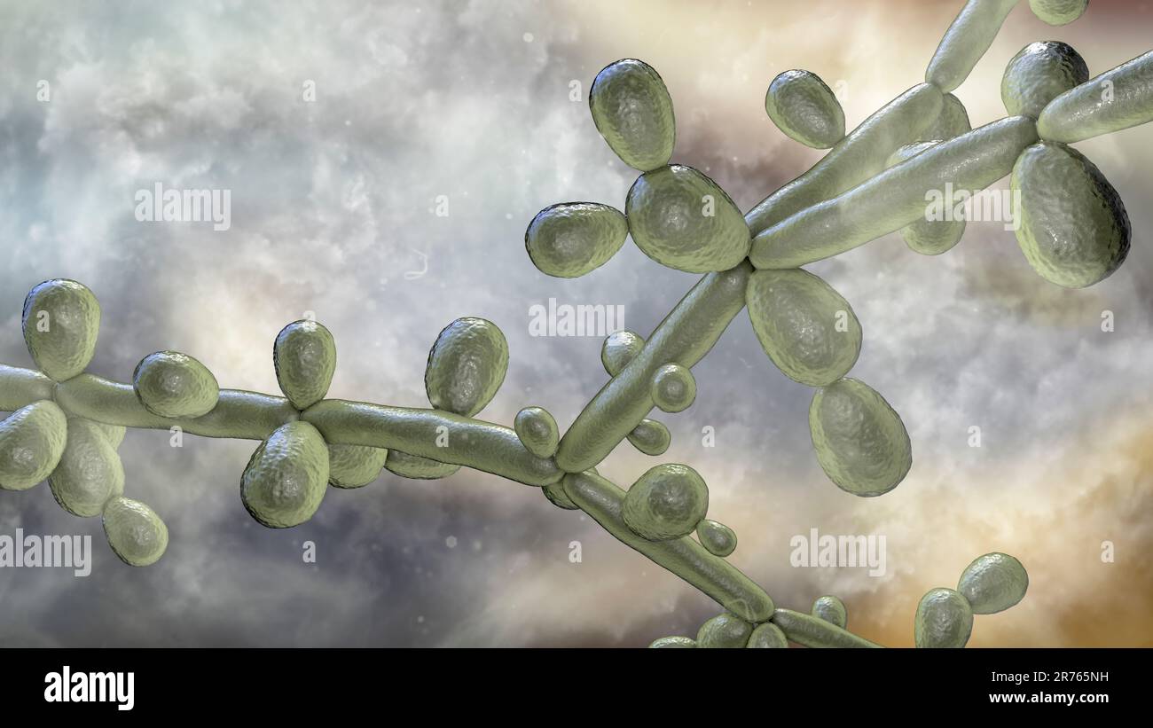 Candida Tropicalis Yeasts Microscopic Fungi That Cause Infections In Candida Tropicalis Yeasts Microscopic Fungi That Cause Infections In