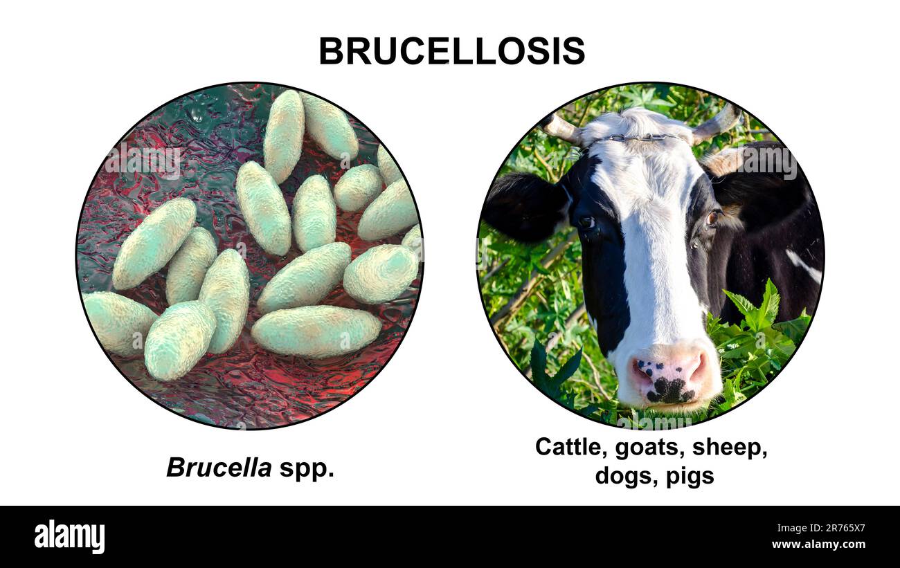 Brucellosis, illustration. Illustration of bacteria Brucella and photo of a cow. Brucella bacteria are transmitted to human from cattle and other anim Stock Photo