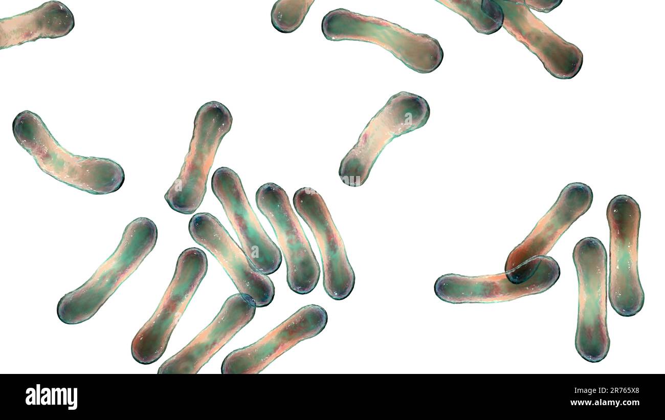 Corynebacterium diphtheriae, computer illustration. C. diphtheriae is a