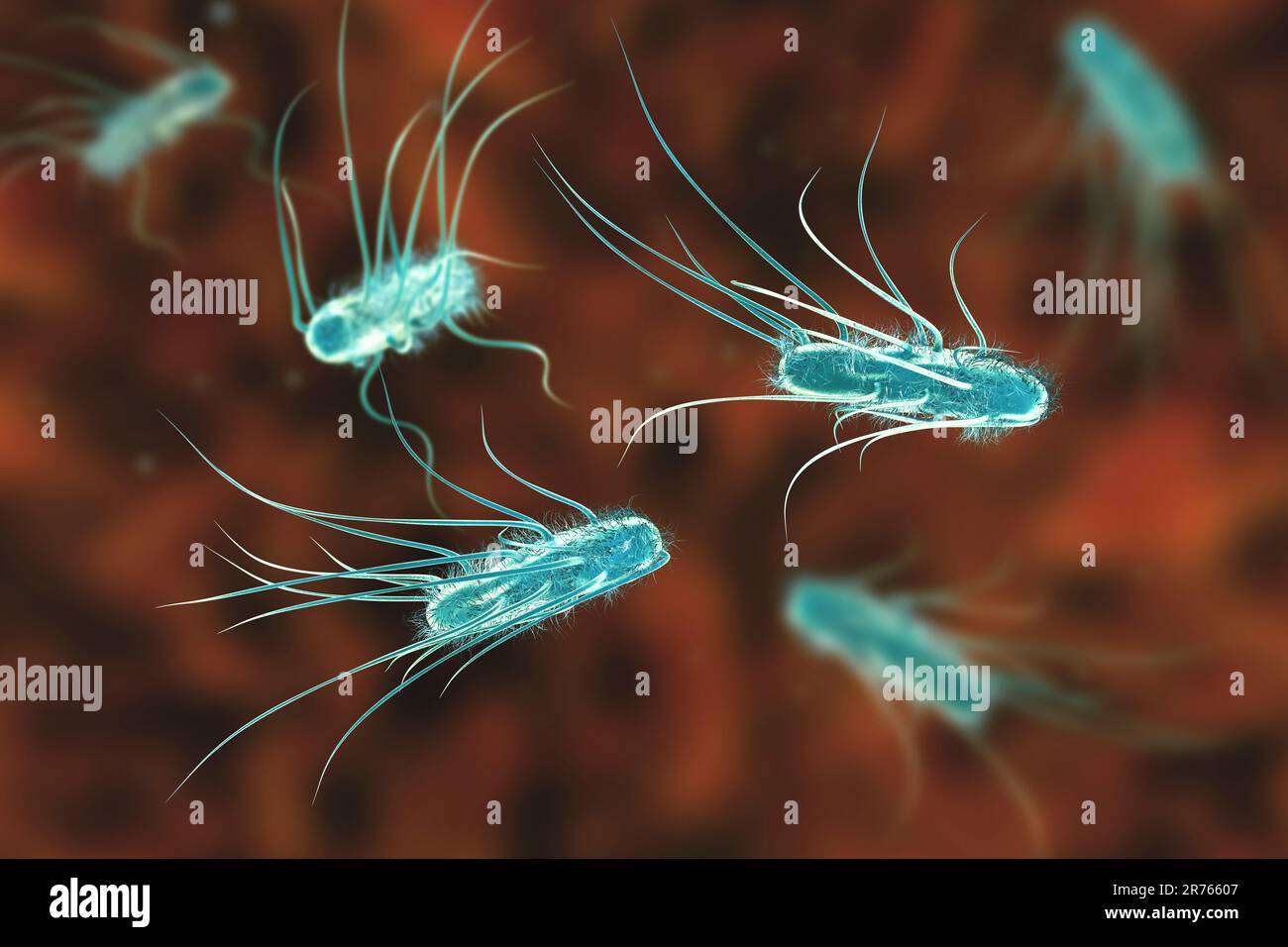 Escherichia coli bacteria, computer illustration. E. coli is a rod- shaped bacterium (bacillus). Its cell membrane is covered in fine filaments called Stock Photo