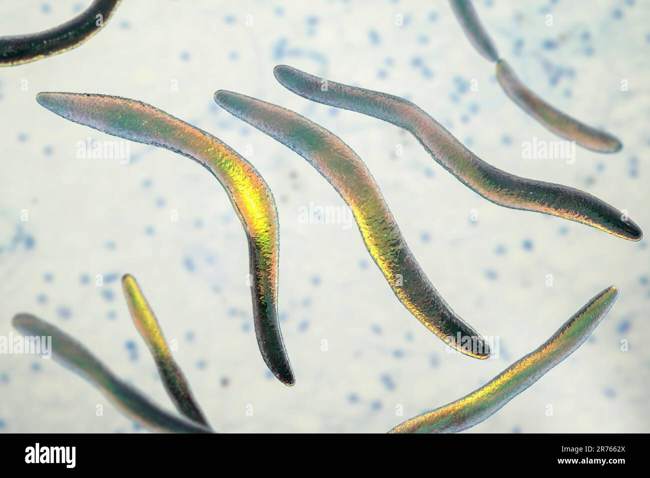 Fusobacterium bacteria, computer illustration. Gramnegative, anaerobic