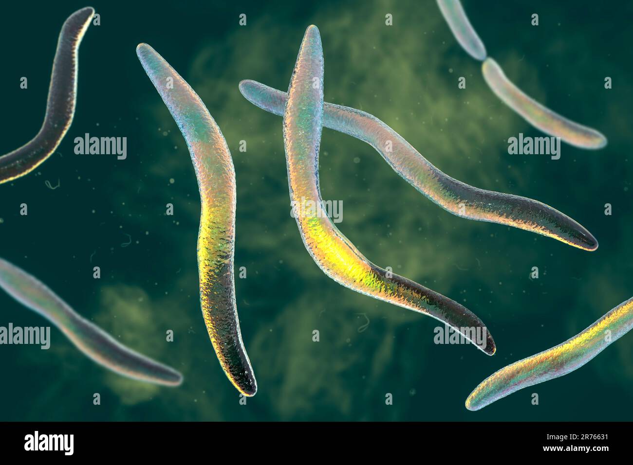 Fusobacterium bacteria, computer illustration. Gram-negative, anaerobic, non-motile rod-shaped prokaryotes (characterized by a long, slender shape and Stock Photo
