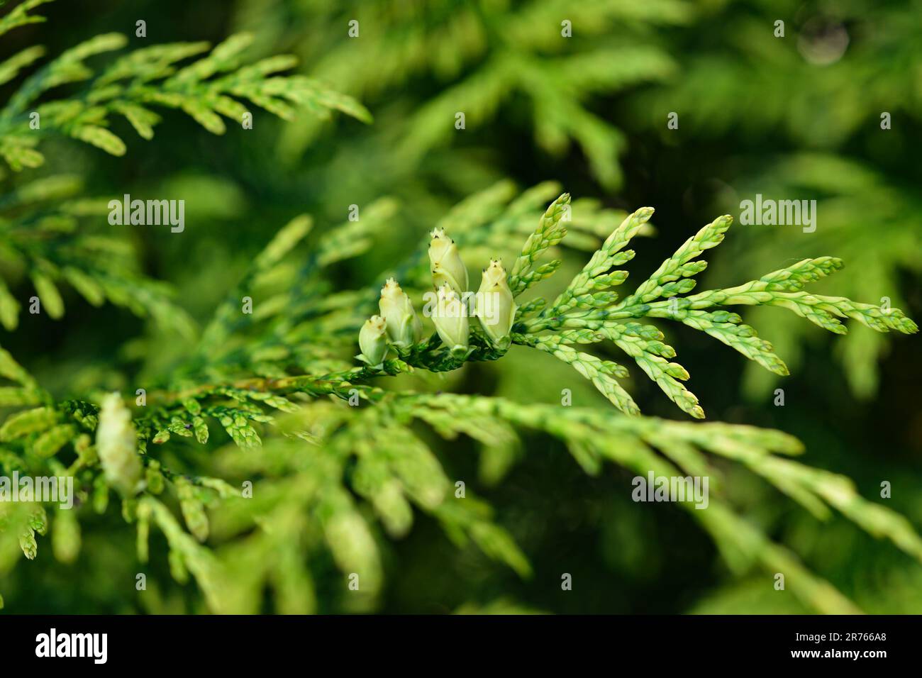Thuja occidentalis Aurescens. Thuja leaves and branches. Stock Photo