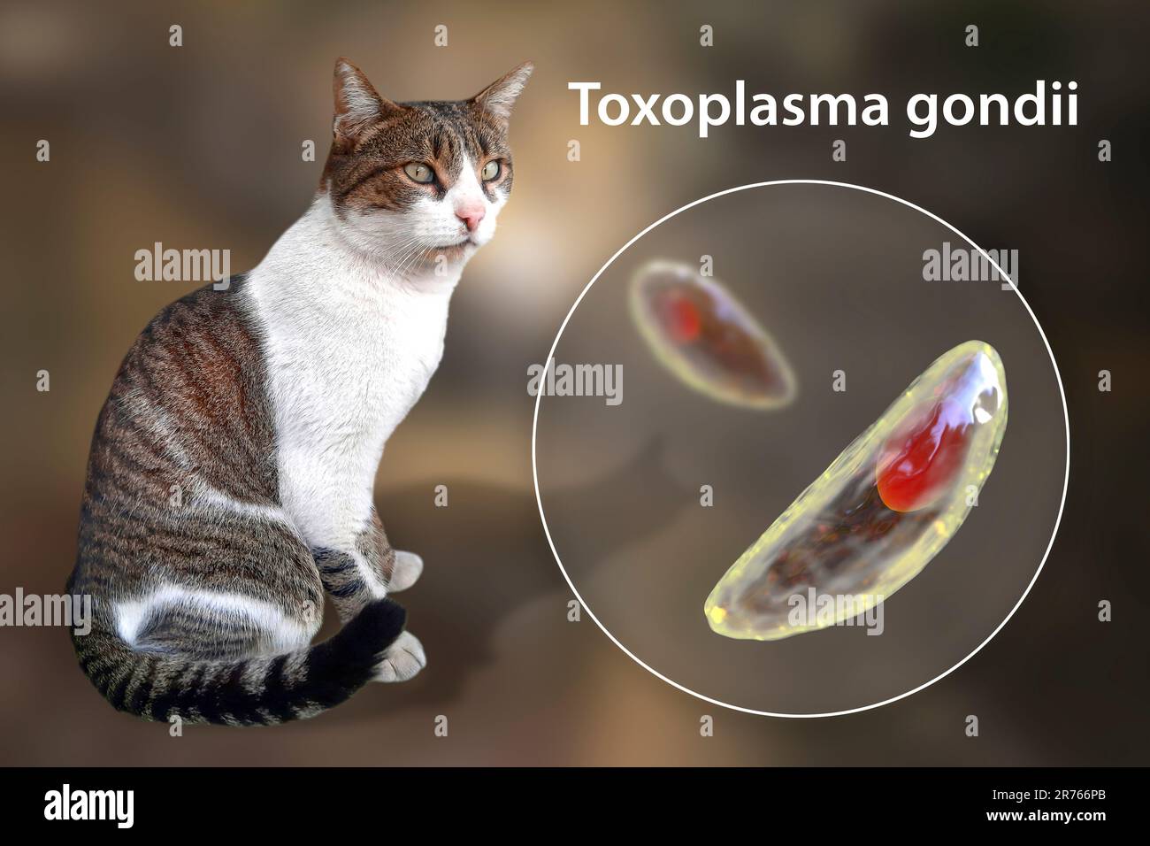 Toxoplasmosis In Cats